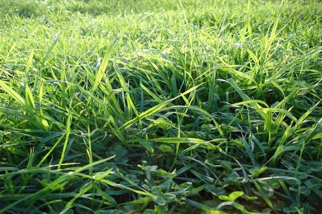 Photo of property in 35 Lusk Street, Rangiora, 7400