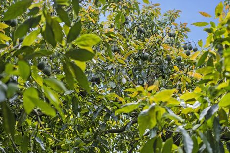 Photo of property in 348 Manoeka Road, Te Puke, 3183