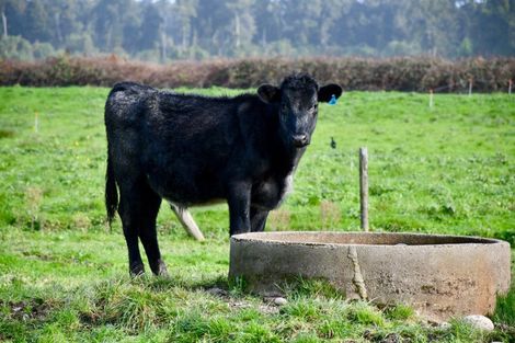 Photo of property in 106 Granite Creek Road, Karamea, 7893