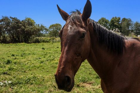 Photo of property in 326b White Pine Bush Road, Poroporo, Whakatane, 3192