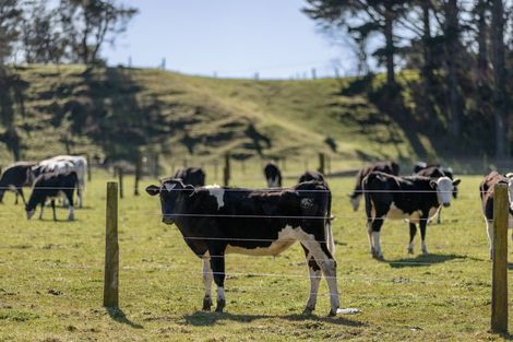 Photo of property in 1255 Braemar Road, Rotoma, Whakatane, 3192