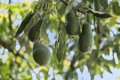 Photo of property in 348 Manoeka Road, Te Puke, 3183