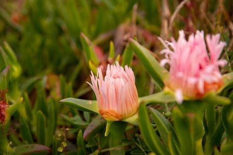Photo of property in 1 Ngapotiki Street, Paraparaumu Beach, Paraparaumu, 5032