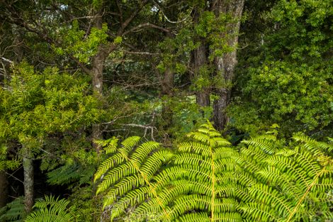 Photo of property in 240 Krippner Road, Puhoi, Warkworth, 0994