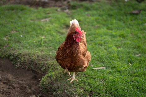 Photo of property in 31 Naylor Street, Hamilton East, Hamilton, 3216