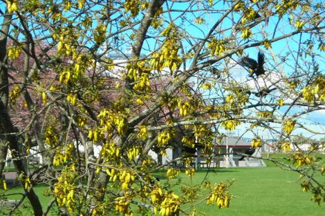 Photo of property in 49 Raeburne Street, Te Awamutu, 3800