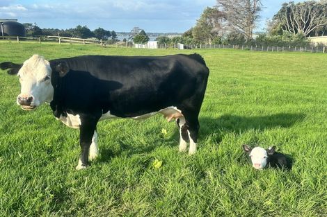 Photo of property in 96 Westhead Road, Pollok, Waiuku, 2683