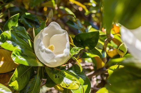 Photo of property in 87b Joseph Banks Drive, Whitby, Porirua, 5024