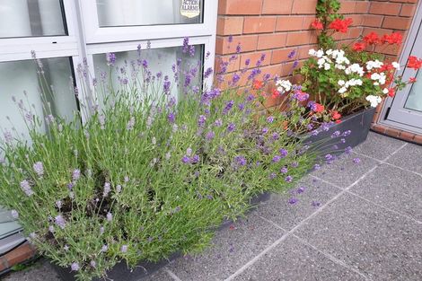 Photo of property in 16 Plunket Street, Spreydon, Christchurch, 8024