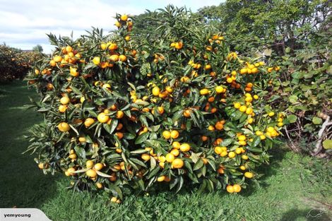 Photo of property in 6 Aileen Place, Whangamata, 3691