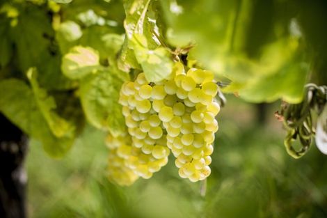 Photo of property in 144 Ngakoroa Road, Ormond, Gisborne, 4071