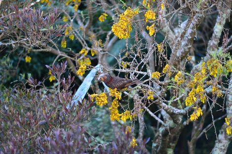 Photo of property in 53 Todman Street, Brooklyn, Wellington, 6021