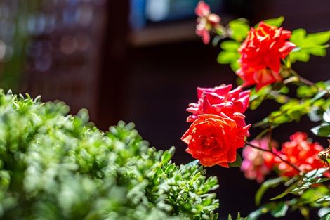 Photo of property in 17 Shackle Lane, Whitby, Porirua, 5024