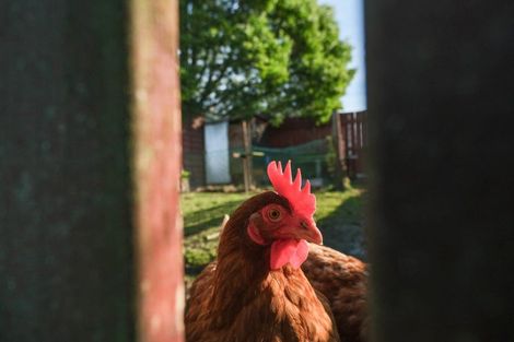 Photo of property in 5 Kahikatea Street, Murupara, 3025