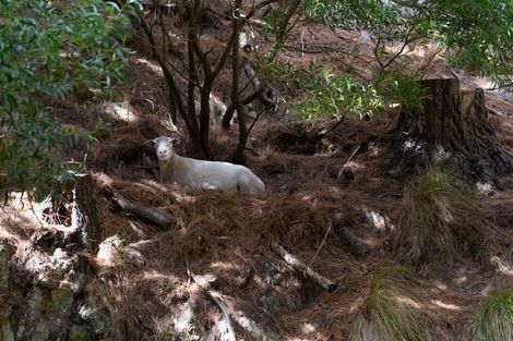 Photo of property in 329 Takarau Gorge Road, Ohariu, Wellington, 6037