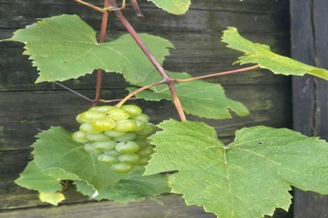 Photo of property in 65 Blue Gum Drive, Warkworth, 0910