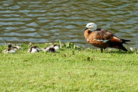 Photo of property in 22a Martin Place, Whakatane, 3120