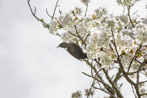Photo of property in 61a Kahu Road, Paremata, Porirua, 5024