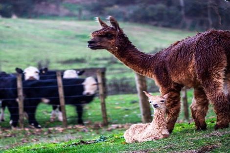 Photo of property in 2733 River Road, Ngaruawahia, Taupiri, 3791