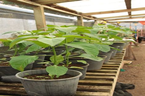 Photo of property in 1982 Diggers Valley Road, Kaitaia, 0481