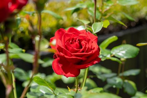 Photo of property in 125 Burns Street, Leamington, Cambridge, 3432