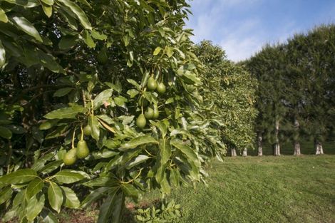 Photo of property in 294 Wharawhara Road, Tahawai, Katikati, 3178