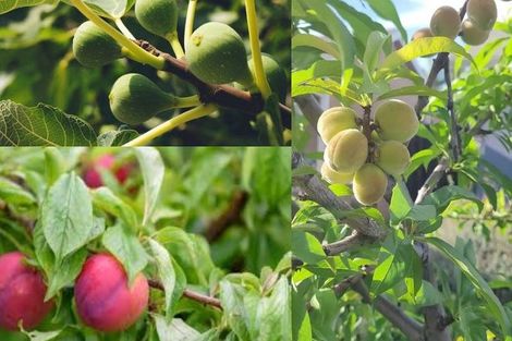 Photo of property in 70a Kayes Road, Pukekohe, 2120