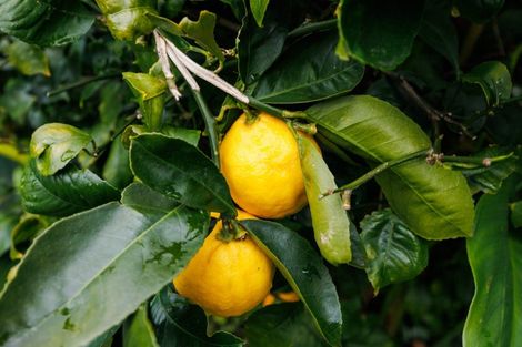 Photo of property in 15-17 Mcarthur Street, Terrace End, Palmerston North, 4410