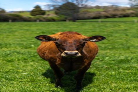 Photo of property in 100 Franklin Road, Waihi, 3682