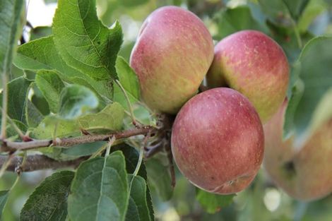 Photo of property in 1982 Diggers Valley Road, Kaitaia, 0481