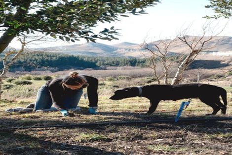 Photo of property in 101 Laidmore Road, Broomfield, 7482