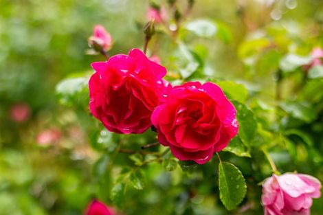 Photo of property in 21 Saunders Close, Whitby, Porirua, 5024