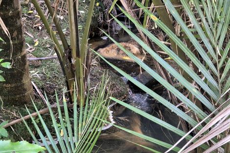 Photo of property in 1797 Colville Road, Amodeo Bay, Coromandel, 3584