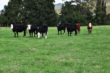 Photo of property in 2303 Lake Road, Frasertown, Wairoa, 4195