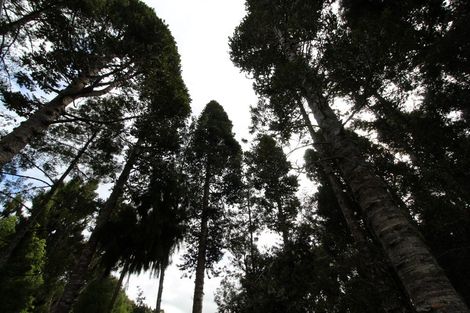 Photo of property in 5 Kaurimu Rise, Titirangi, Auckland, 0604