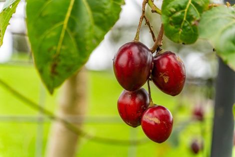 Photo of property in 51 Jobe Road, Maungakaramea, Whangarei, 0178