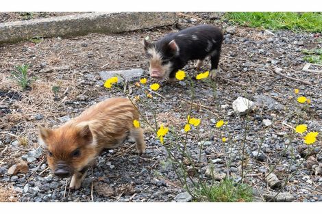 Photo of property in 5 Hutchinson Road, Helensville, 0875