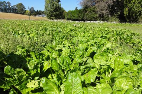 Photo of property in 62 Nonoti Road, Cheviot, 7383