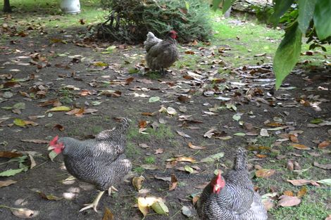 Photo of property in 3 Mary Street, Huntly, 3700