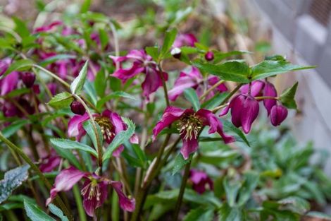 Photo of property in 58 Greers Road, Burnside, Christchurch, 8041