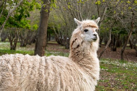 Photo of property in 8 Ingram Road, Waerengaahika, Gisborne, 4071