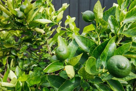 Photo of property in 49 Balrickard Way, Milson, Palmerston North, 4414