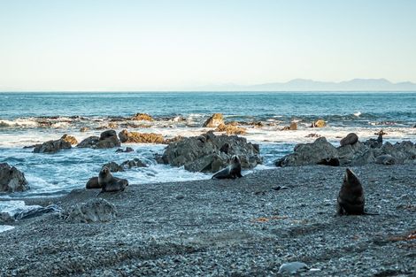 Photo of property in Long Gully Farm, 500 Hawkins Hill Road, Brooklyn, Wellington, 6021