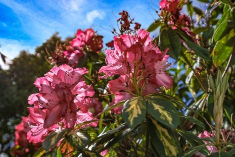Photo of property in 4 Fife Street, Kaikorai, Dunedin, 9010