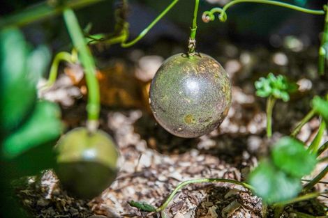 Photo of property in 3/17 Cambourne Road, Papatoetoe, Auckland, 2025