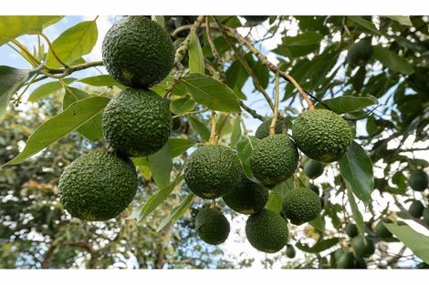 Photo of property in 472 No 3 Road, Te Puke, 3183