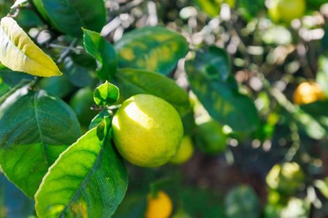 Photo of property in 228 Tremaine Avenue, Highbury, Palmerston North, 4412