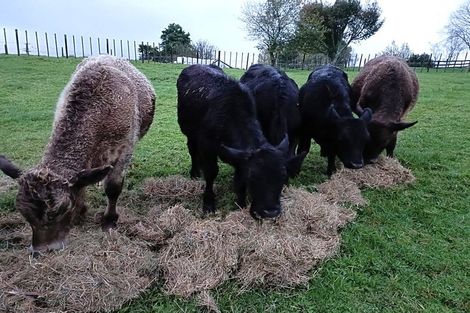 Photo of property in 72 Campbell Road, Tokoroa, 3491