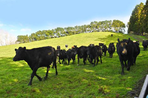 Photo of property in 210 Staniforth Road, Kaiwaka, Wellsford, 0975