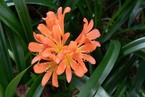 Photo of property in 195 Driving Creek Road, Coromandel, 3506